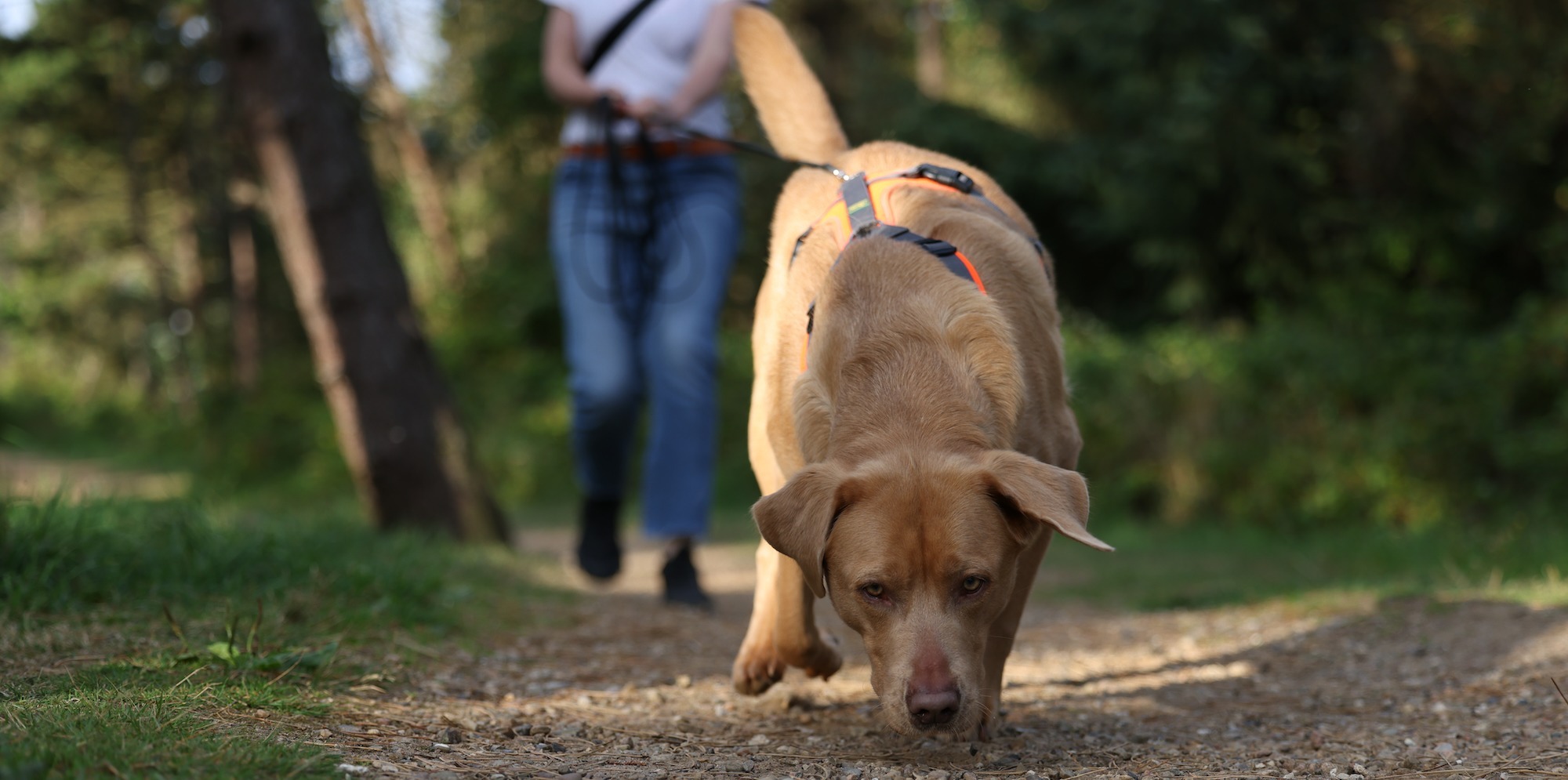 Hund im Suchgeschirr beim Mantrailing auf einem Waldweg